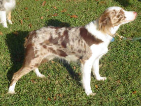 Australian Shepherds for sale