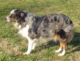 Australian Shepherds for sale
