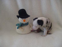 Maya's Nov 18th litter 5 weeks old -SOLD