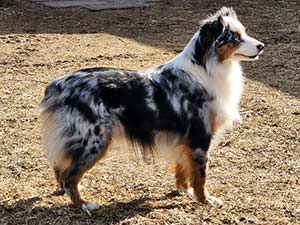 Dakota, J and F Miniature and toy Australian Shepherds in Delaware