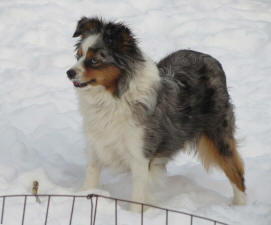 Toy Aussies