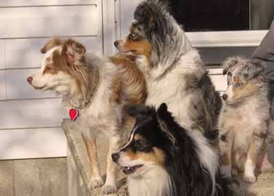 Australian Shepherds