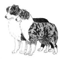 twoaussies72.jpg (48755 bytes)