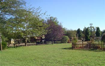 Miniature Horses and Australian Shepherds For Sale