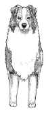 Forequarters72.jpg (16021 bytes)