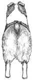 Hindquarters72.jpg (18412 bytes)