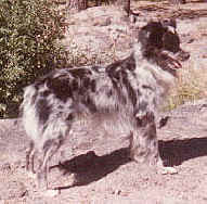 Spike.jpg (21976 bytes)