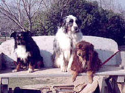 Valhalladogs.jpg (26710 bytes)