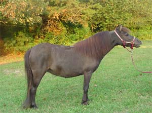 miniature horses for sale, J and F Farm