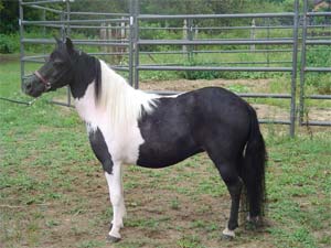 miniature horses for sale at J and F Farm